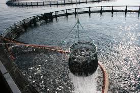 Nueva Escocia anuncia nuevas normas para una acuicultura más ‘responsable y transparente’