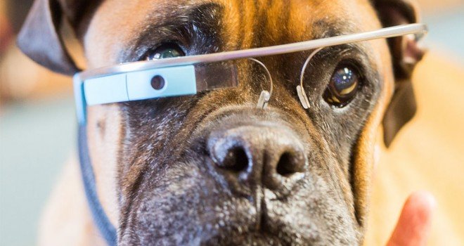 Cyber Pets: tecnología para mascotas