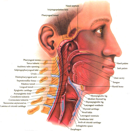 ¿QUÉ ES EL CÁNCER DE CABEZA Y CUELLO?
